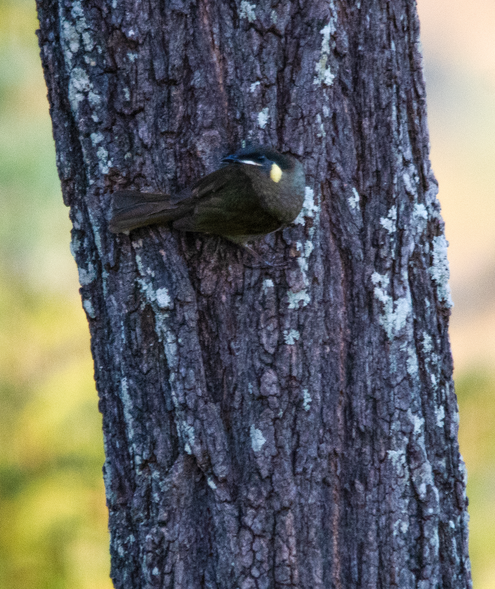 Lewin's Honeyeater - ML643639956