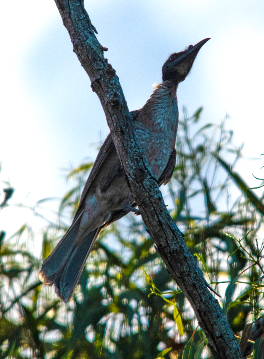 Noisy Friarbird - ML643639962