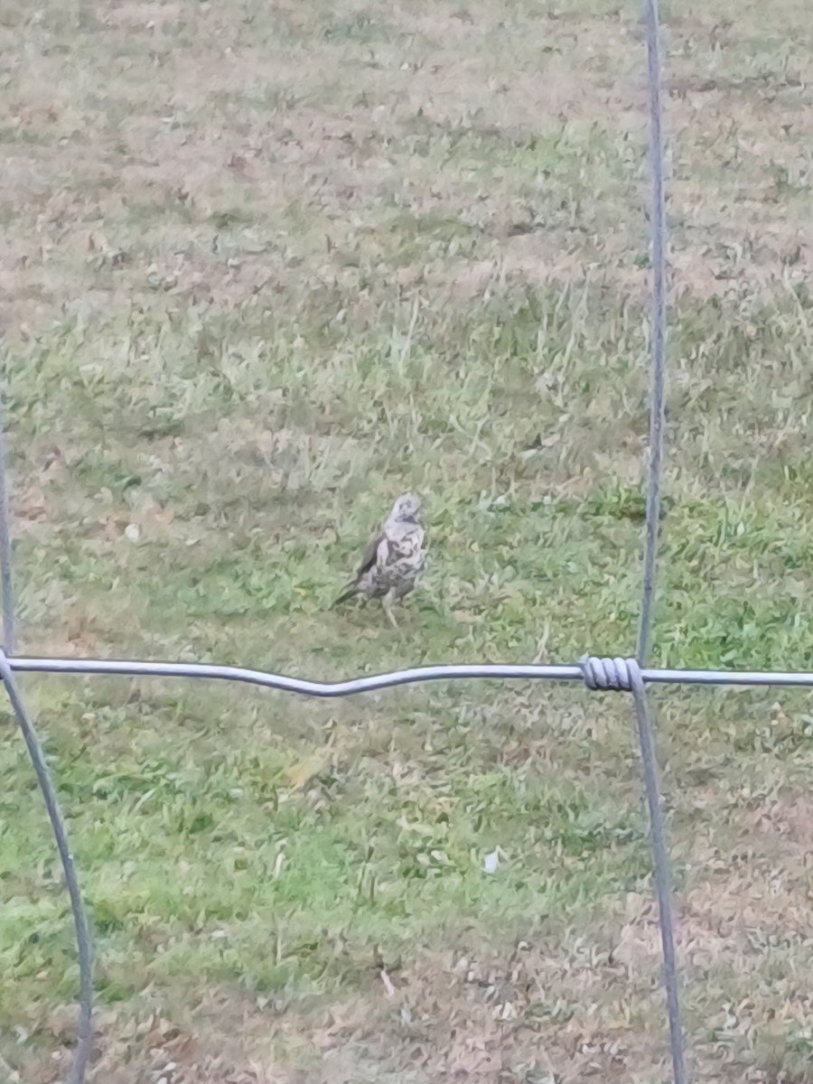 Mistle Thrush - ML643639969