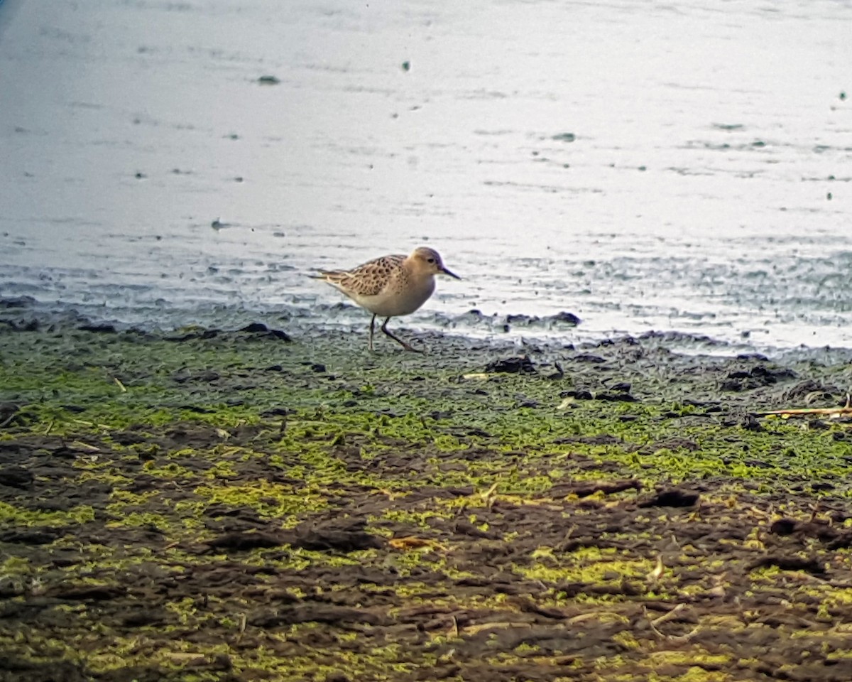 Buff-breasted Sandpiper - ML643639972