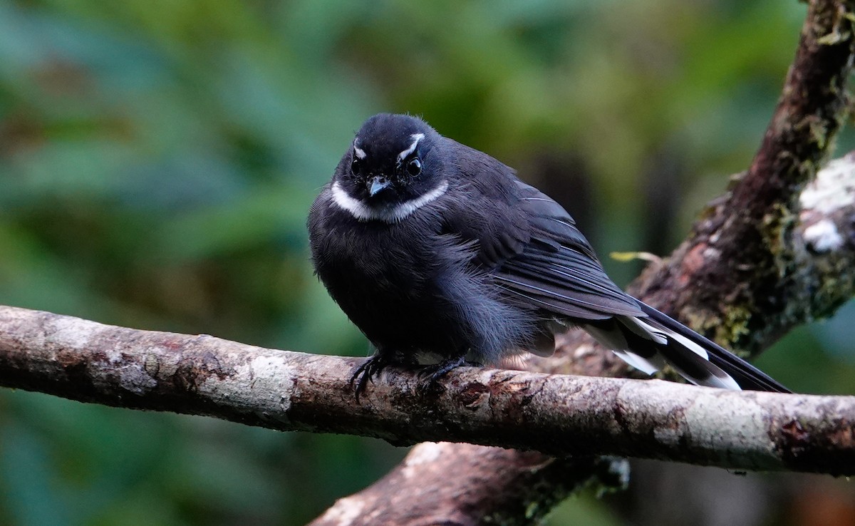 White-throated Fantail - ML643639974