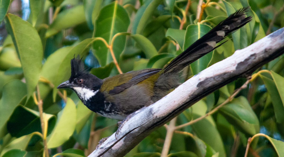 Eastern Whipbird - ML643639975