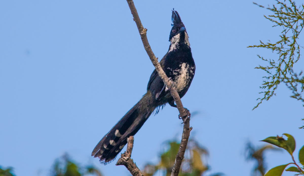 Eastern Whipbird - ML643639976