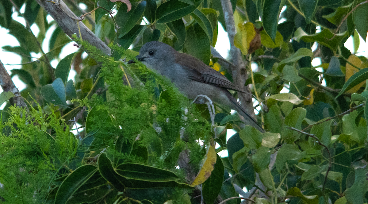 Gray Shrikethrush - ML643639988
