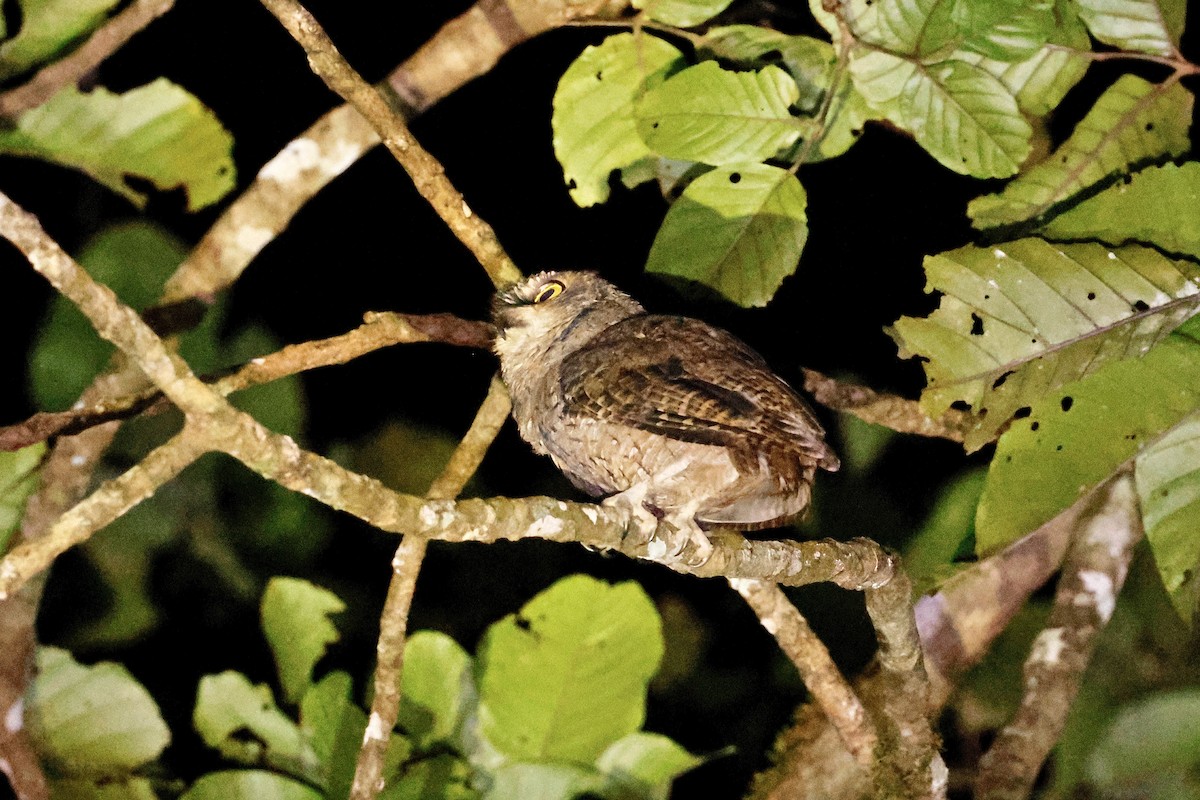 Seychelles Scops-Owl - ML643639989