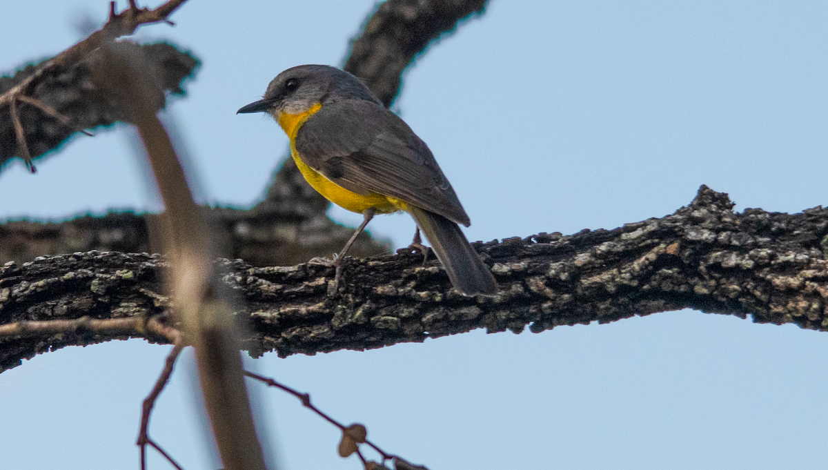 Eastern Yellow Robin - ML643639994