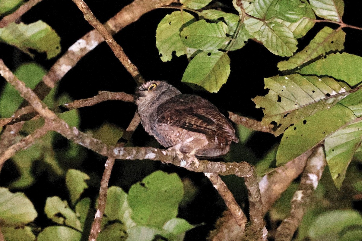 Seychelles Scops-Owl - ML643639995