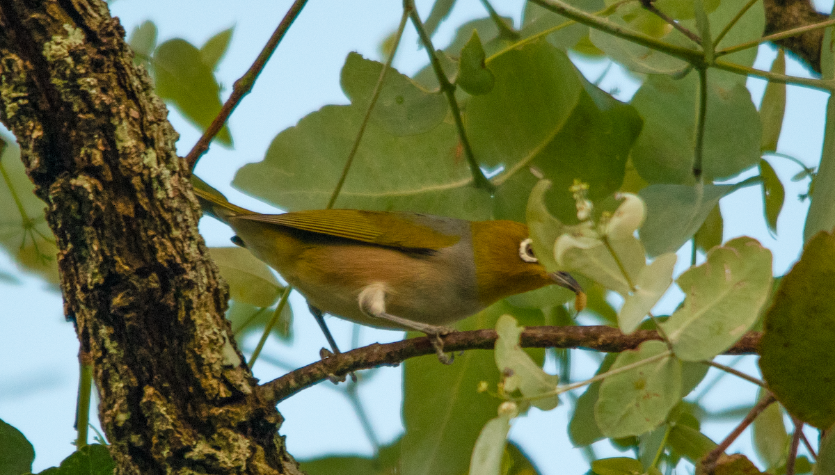 Silvereye - ML643639996