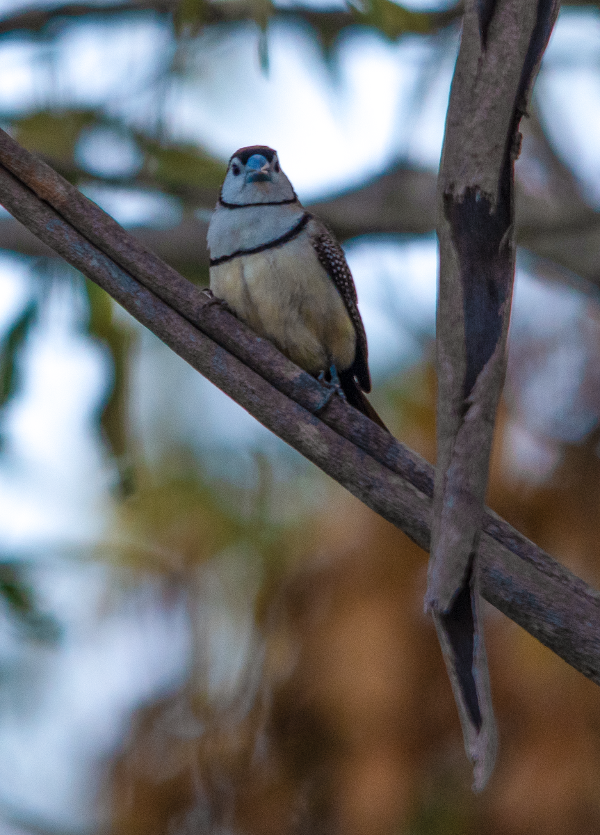 Double-barred Finch - ML643640002
