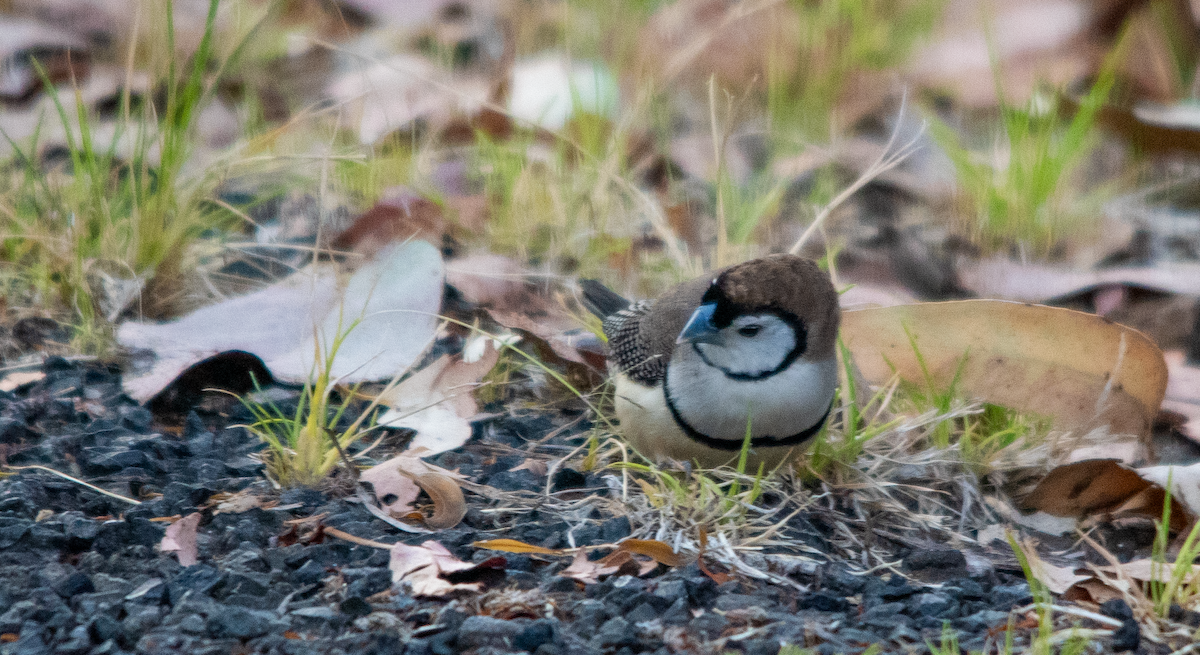 Double-barred Finch - ML643640004