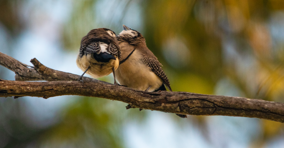 Double-barred Finch - ML643640005