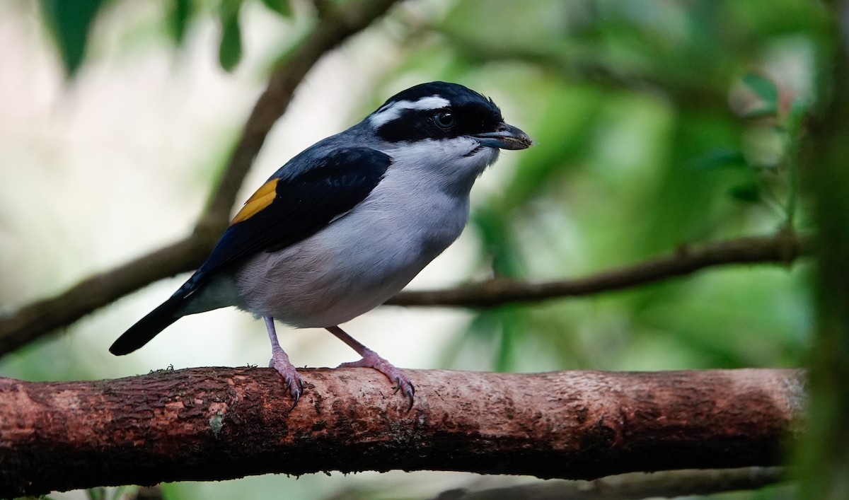 White-browed Shrike-Babbler (Blyth's) - ML643640025