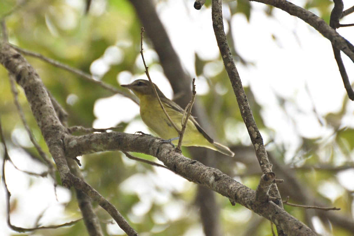 Philadelphia Vireo - ML643640027