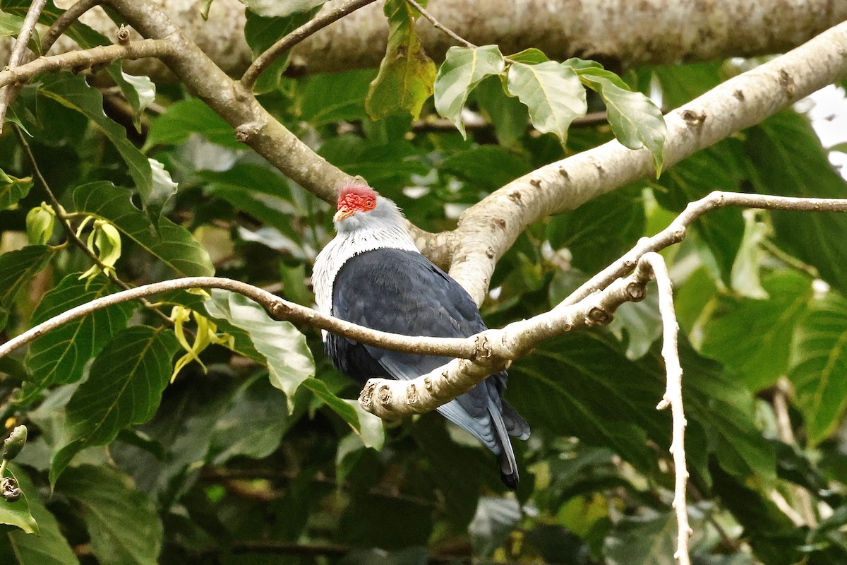 Seychelles Blue-Pigeon - ML643640055