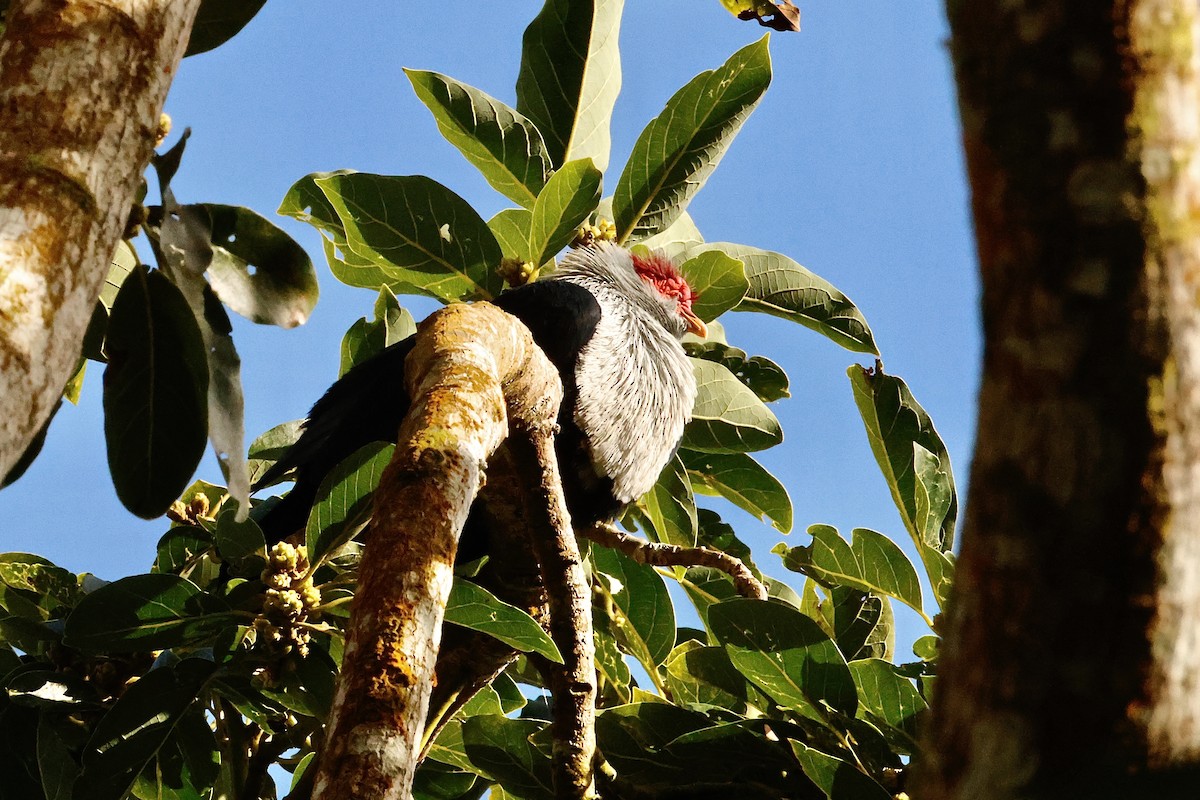 Seychelles Blue-Pigeon - ML643640063