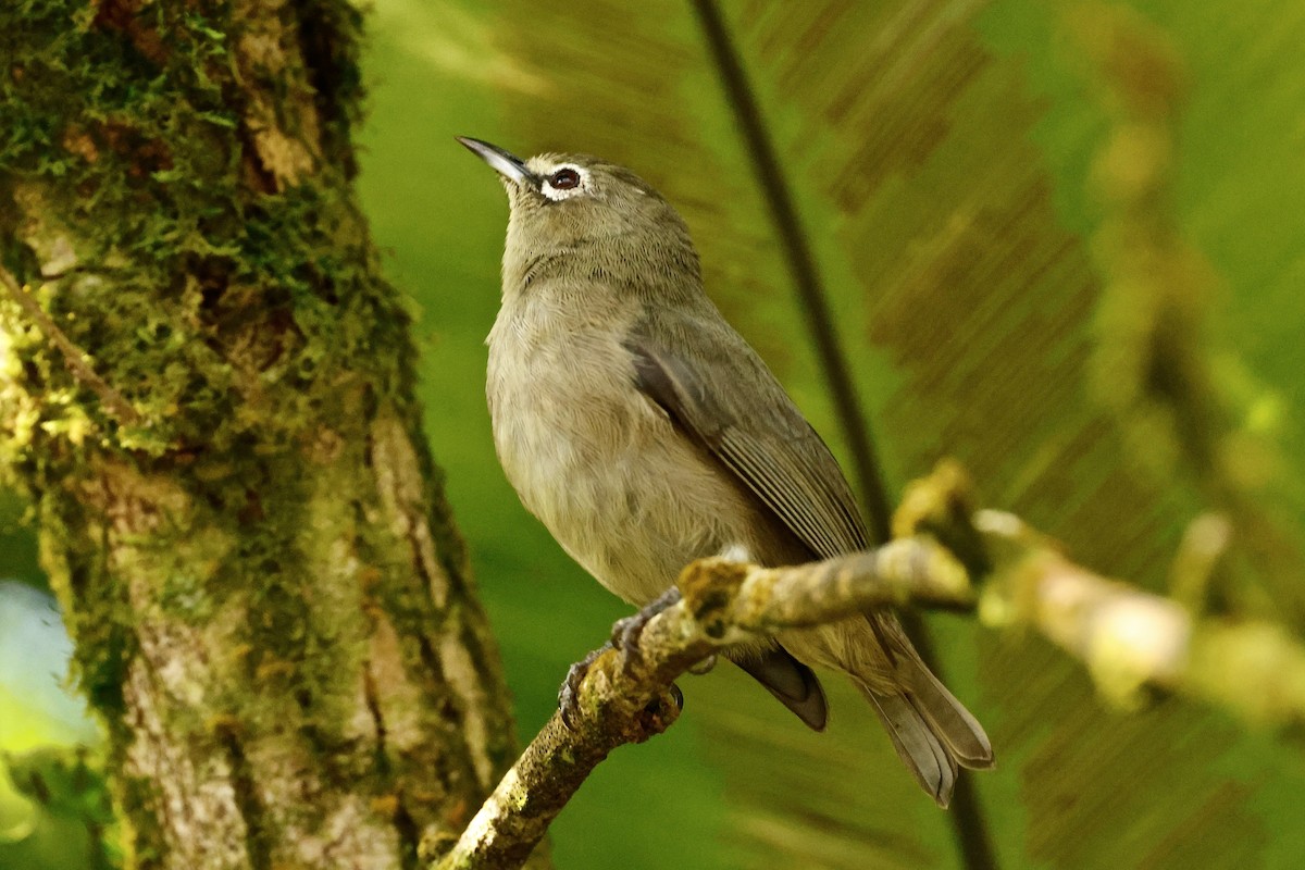 Seychelles White-eye - ML643640094