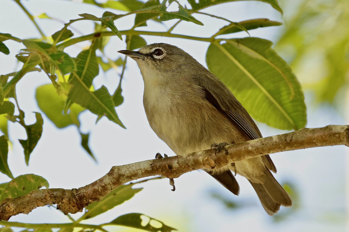 Seychelles White-eye - ML643640095