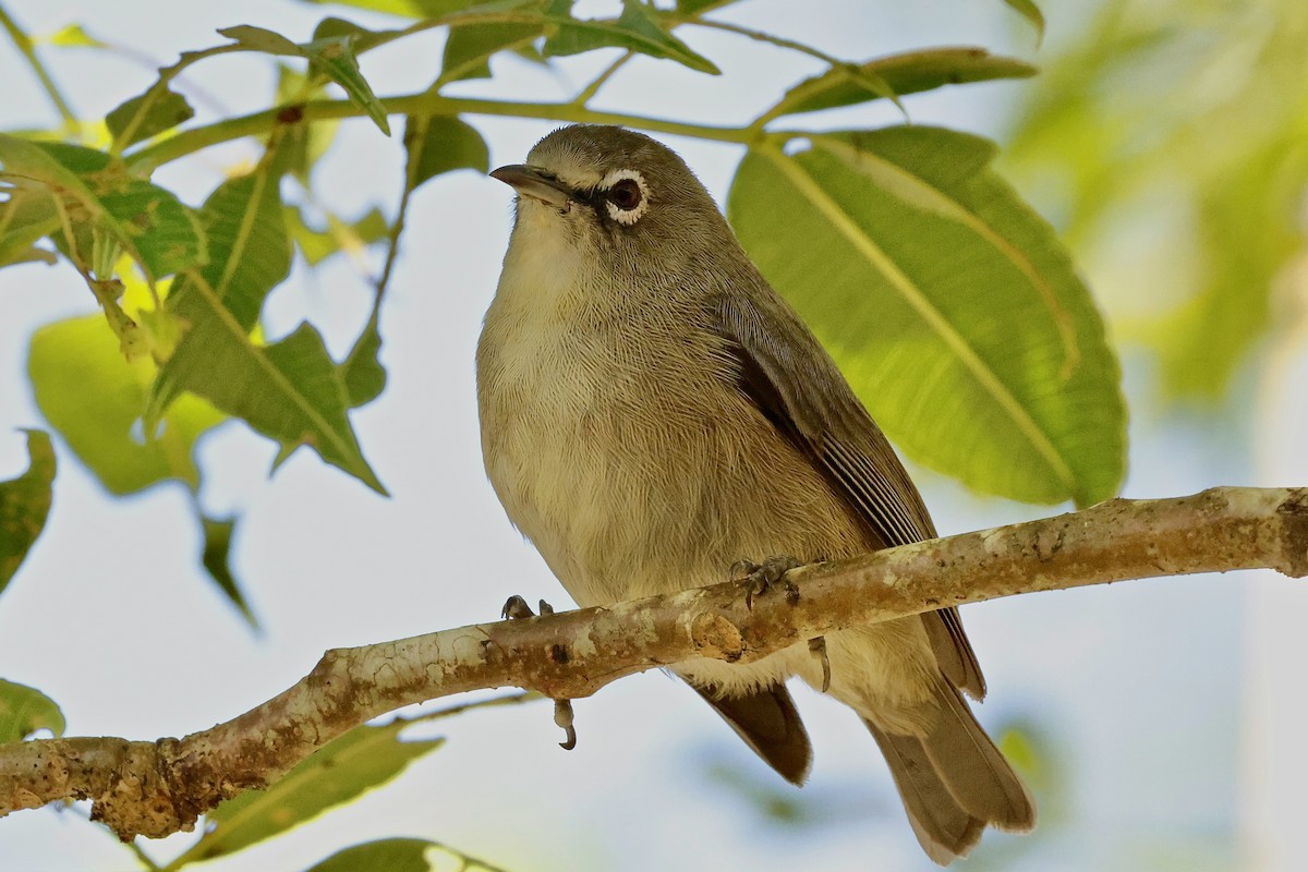 Seychelles White-eye - ML643640097