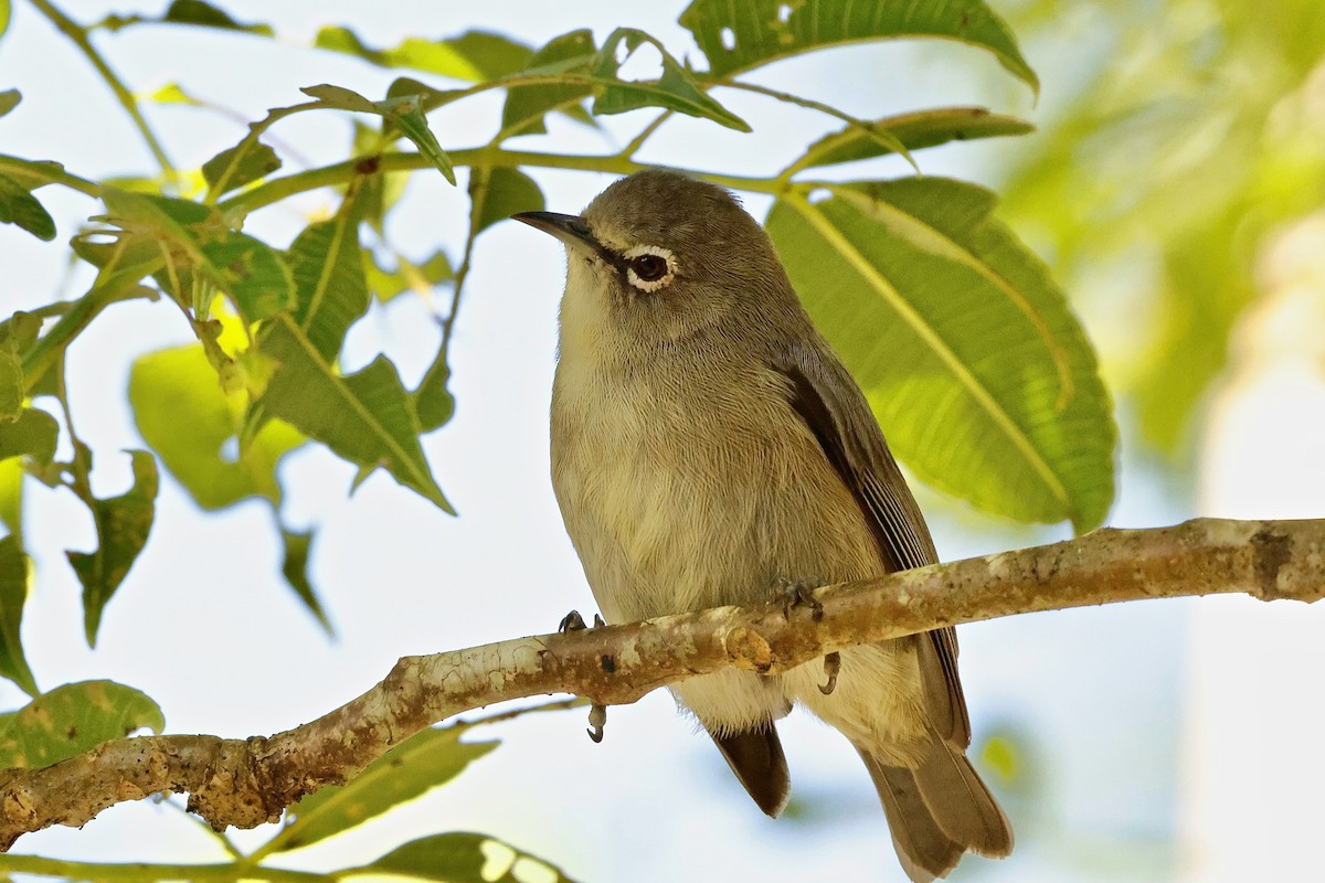 Seychelles White-eye - ML643640103