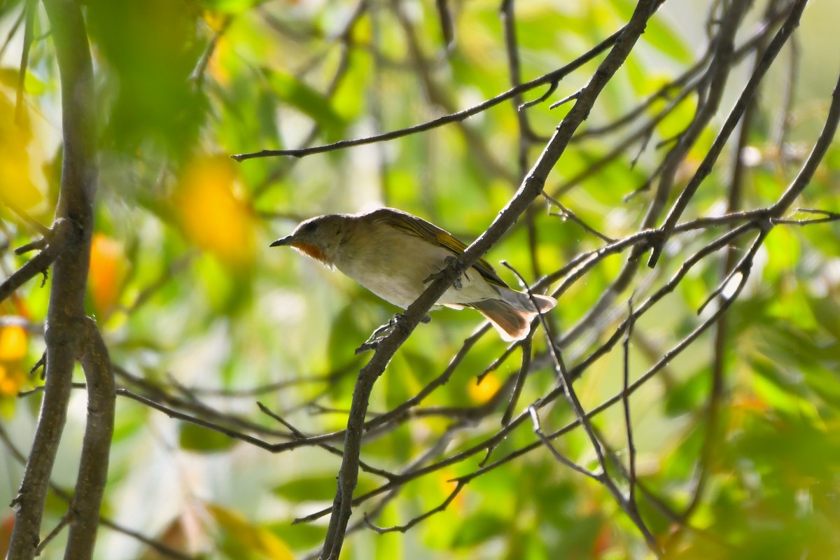 Rufous-throated Honeyeater - ML643640120