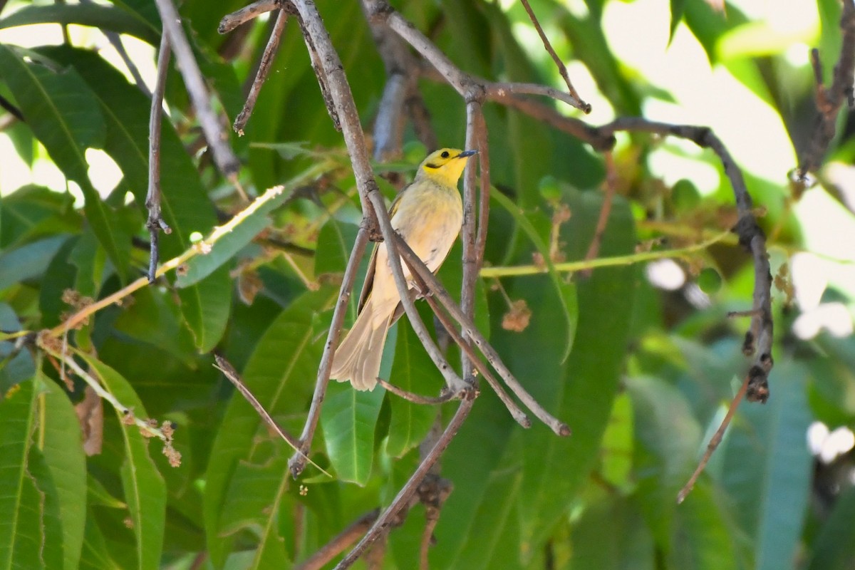 Yellow-tinted Honeyeater - ML643640121