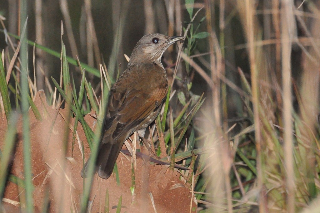 Pale-breasted Thrush - ML643640145