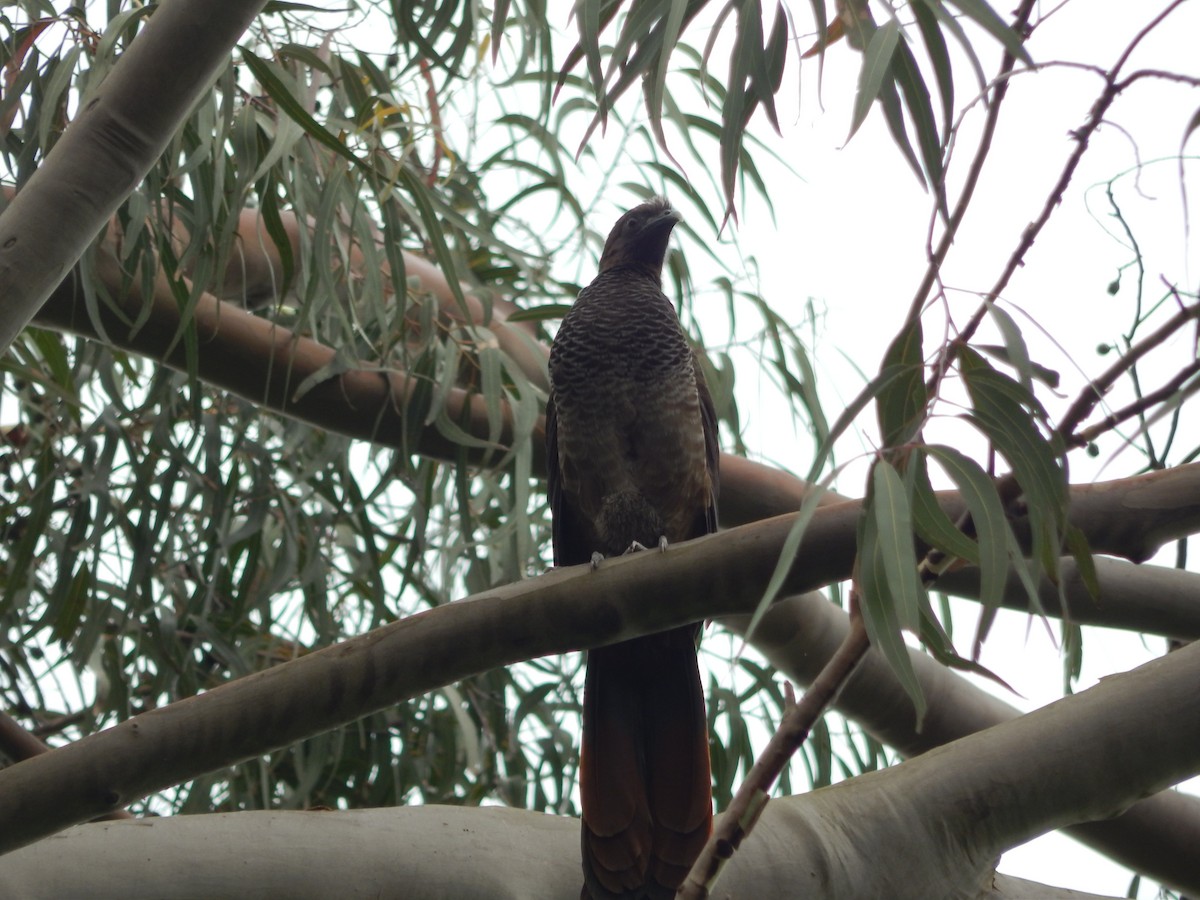 Scaled Chachalaca - ML643640258