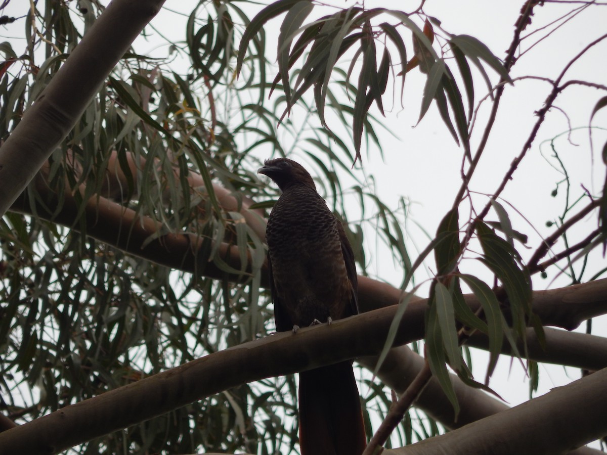 Scaled Chachalaca - ML643640259