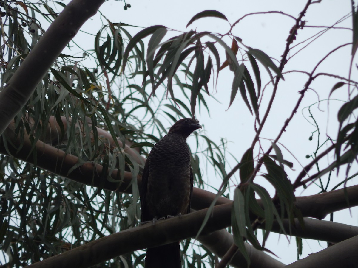 Scaled Chachalaca - ML643640260