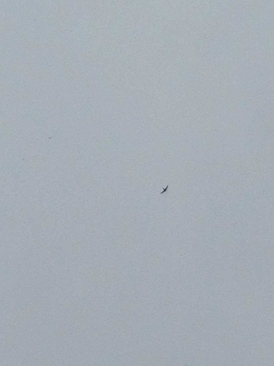 Common Swift - ML643640274