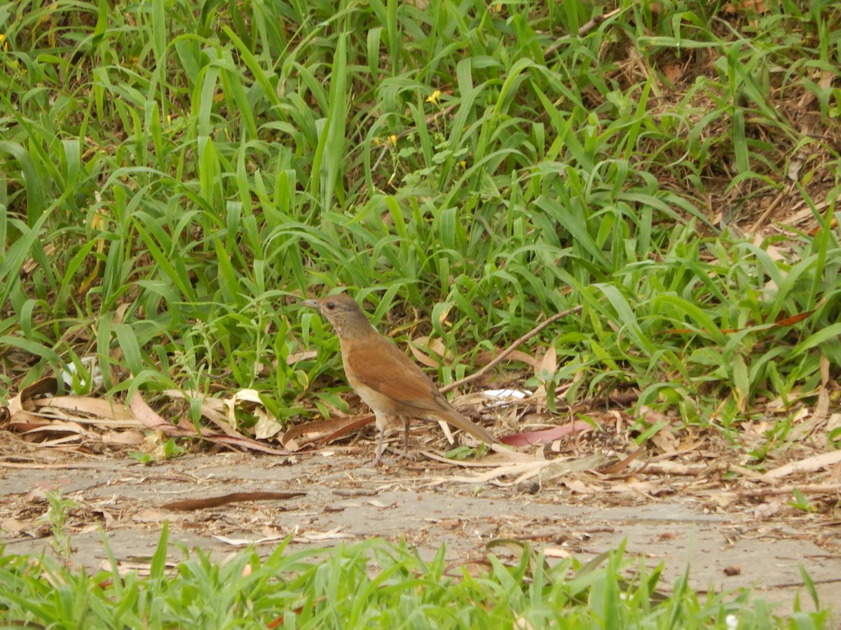Pale-breasted Thrush - ML643640279