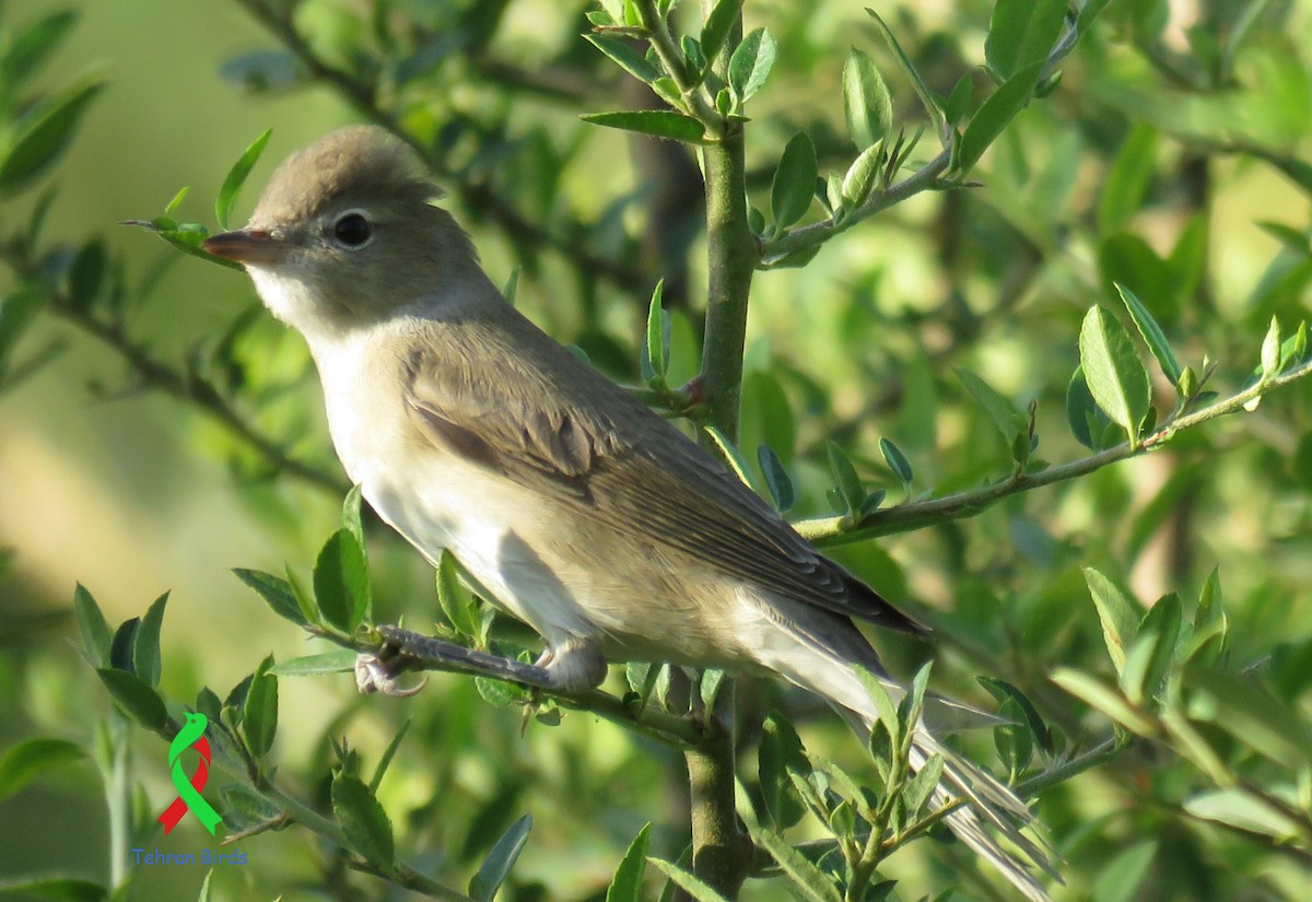 Garden Warbler - ML643640281