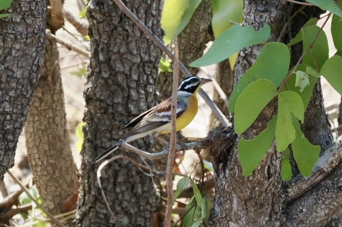 Golden-breasted Bunting - ML643640298
