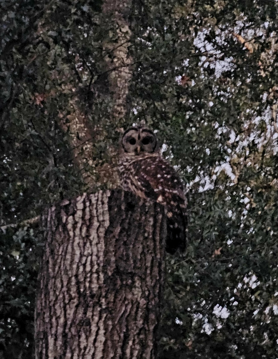 Barred Owl - ML643640302