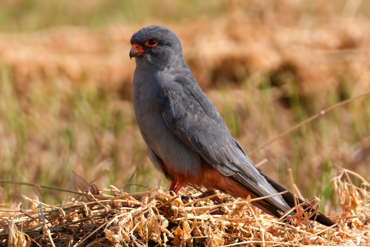 Rotfußfalke - ML643640319