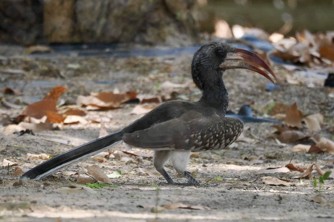 Monteiro's Hornbill - ML643640348