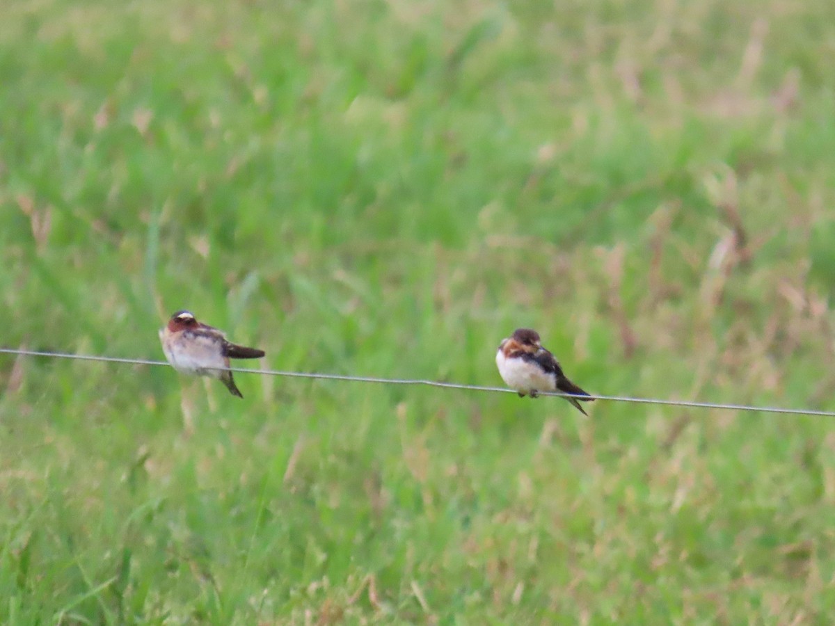 Cliff Swallow - ML643640353