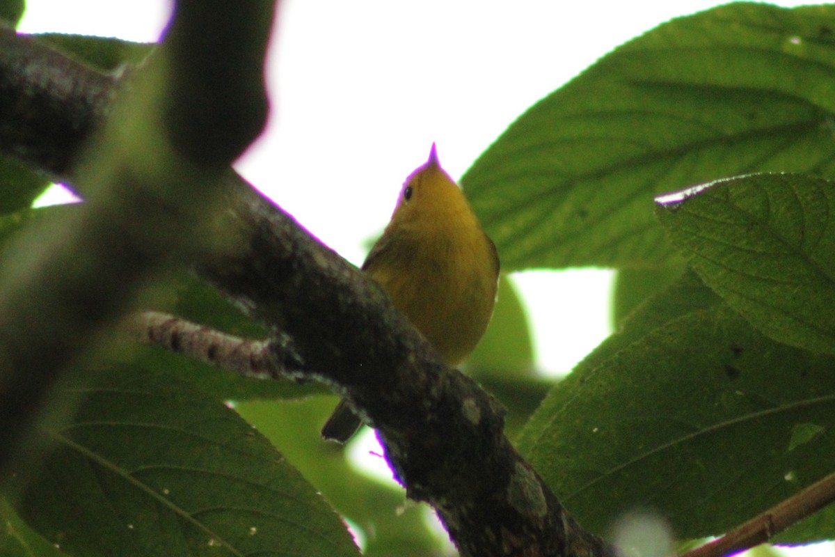 Wilson's Warbler - ML643640371