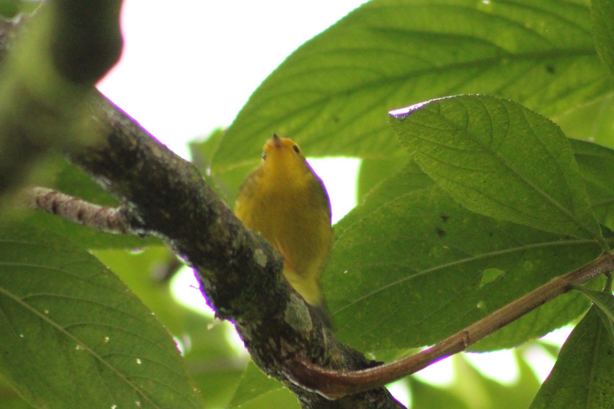 Wilson's Warbler - ML643640372