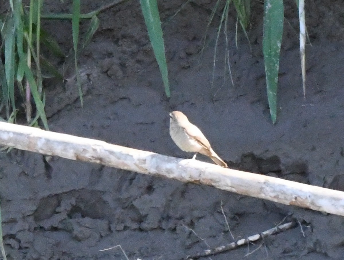 Mosquerito Guardarríos - ML643640383