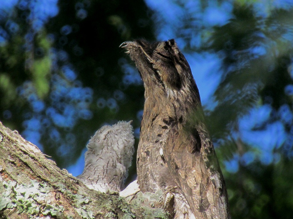 Common Potoo - ML643640393