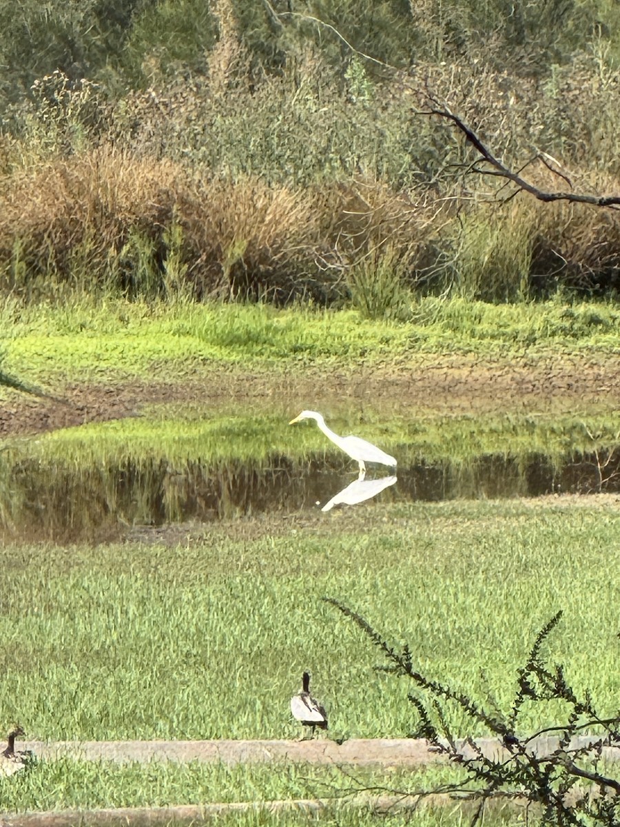 Maned Duck - ML643640423