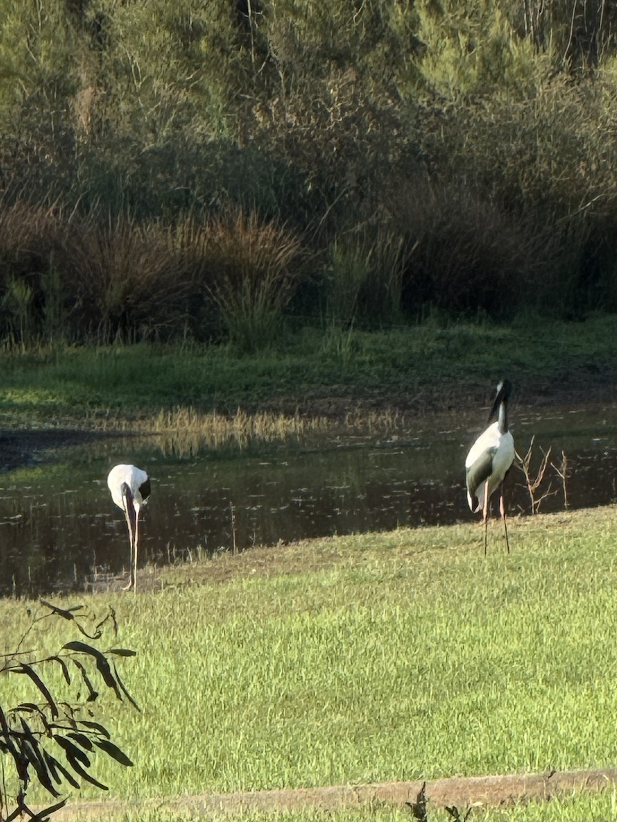 Black-necked Stork - ML643640468