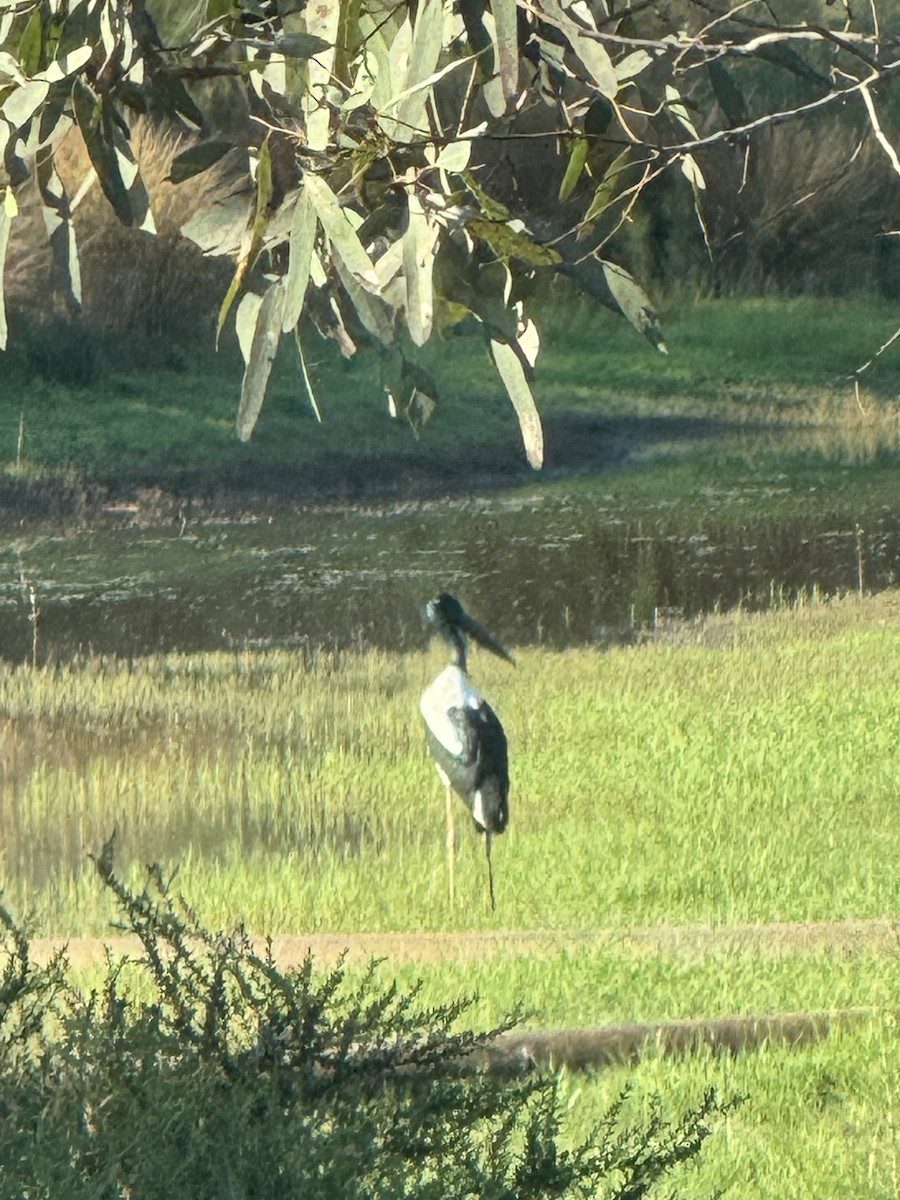 Black-necked Stork - ML643640469