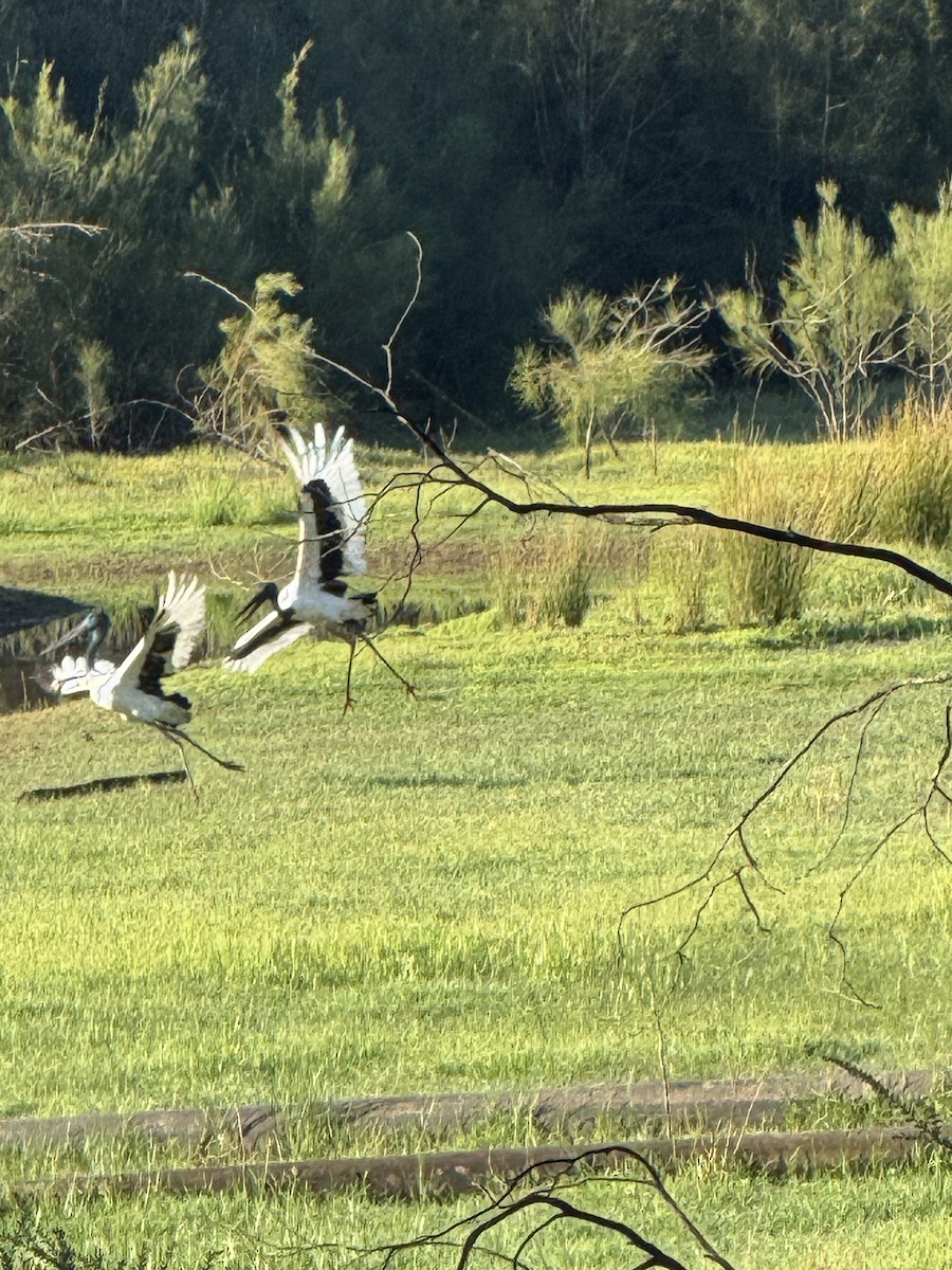 Black-necked Stork - ML643640470