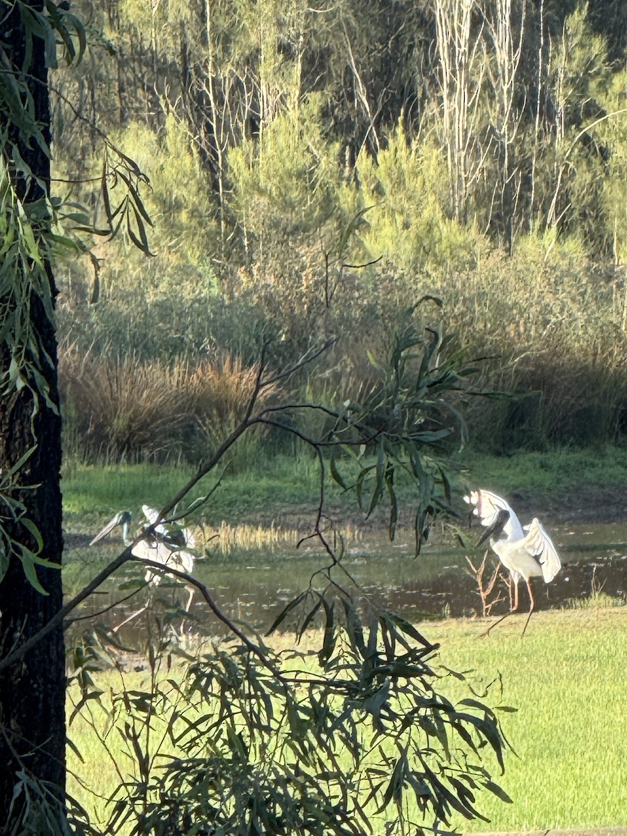 Black-necked Stork - ML643640471