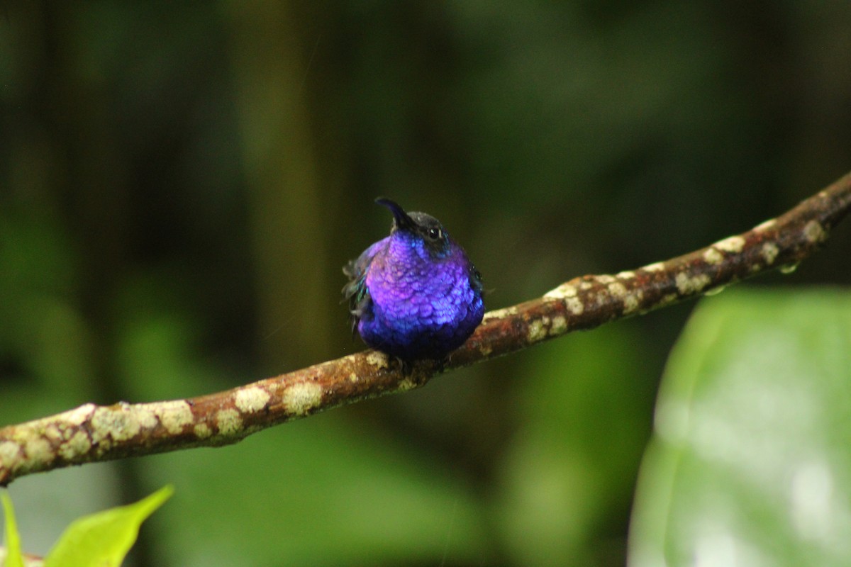 Colibrí Morado - ML643640475