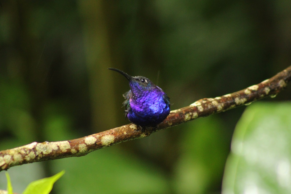 Colibrí Morado - ML643640476