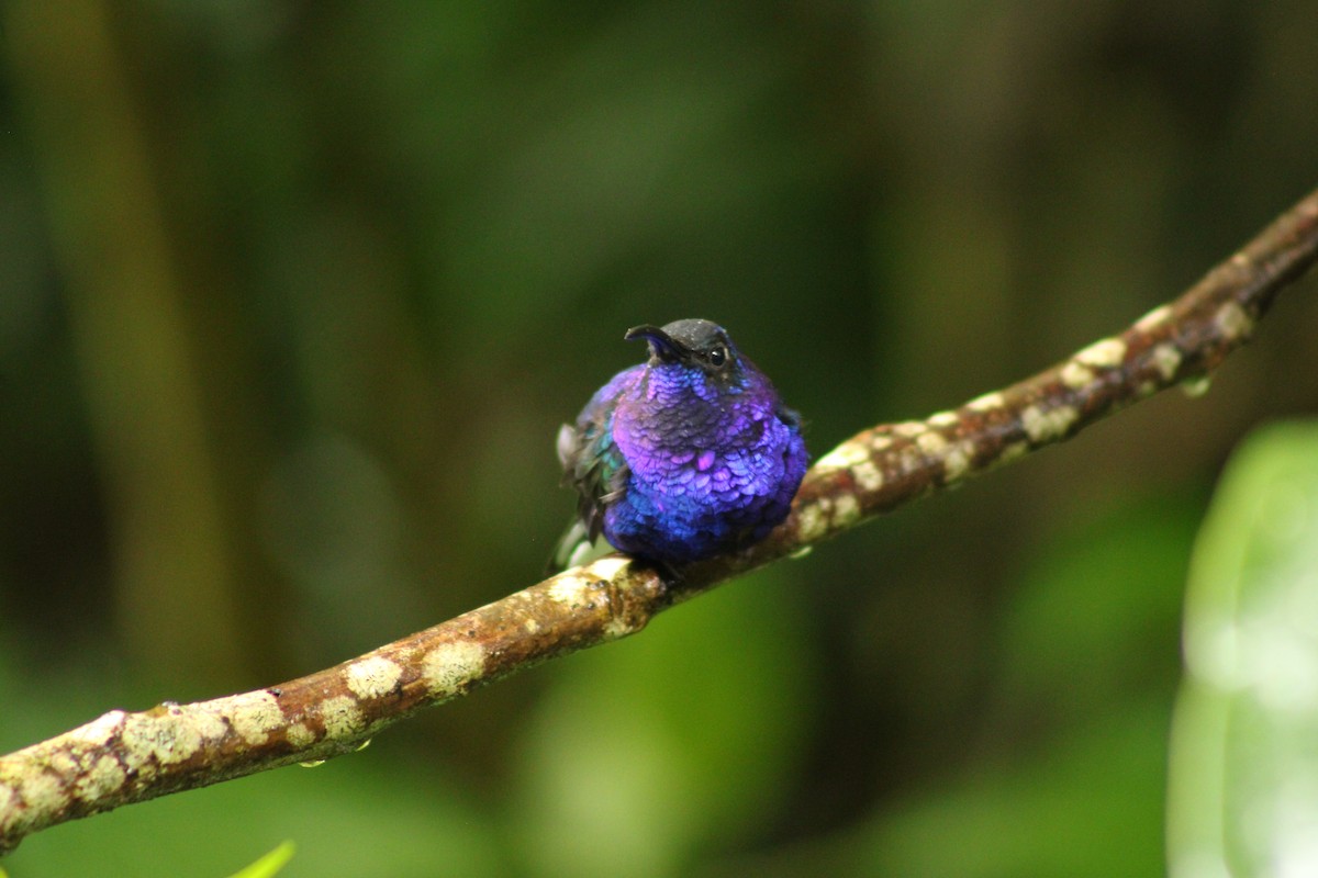 Colibrí Morado - ML643640477