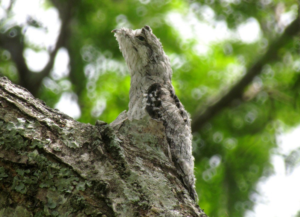 Common Potoo - ML643640490
